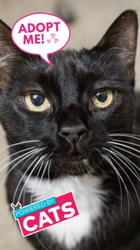 Wupples® curious tuxedo cat searching for her forever home