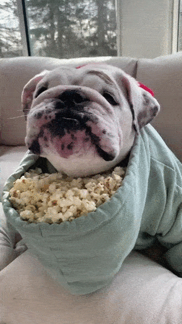 🐷 WUPPLES® - Popped Sorghum | Sorghum Popcorn | Popcorn